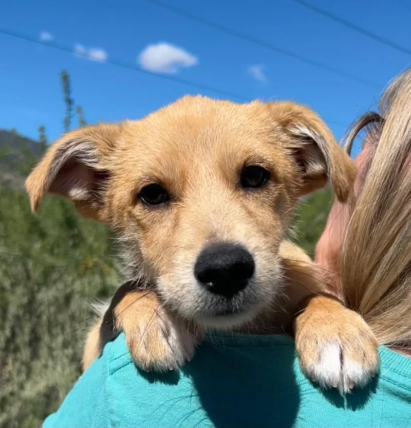 A baby medium-sized female Terrier dog named Poem for adoption in Cottonwood, AZ