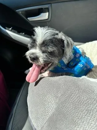 A senior small-sized male Shih Tzu dog named Joby for adoption in Cincinnati, OH