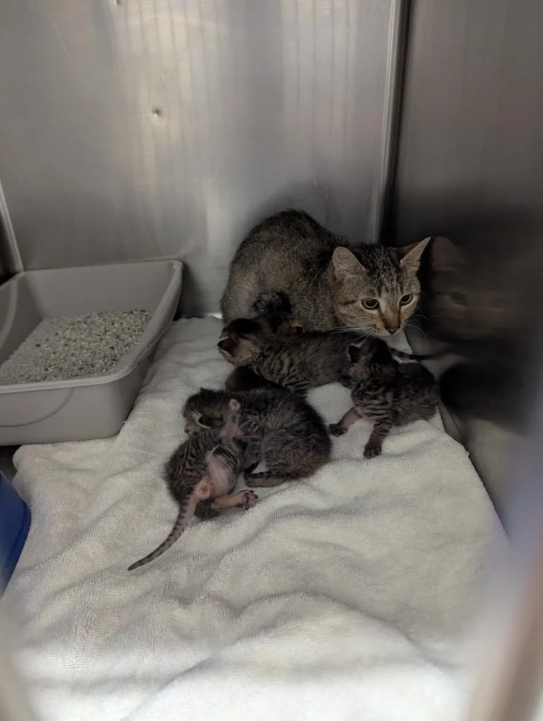 An adult medium-sized female Domestic Short Hair cat named Bugg for adoption in Rocky Mount, NC