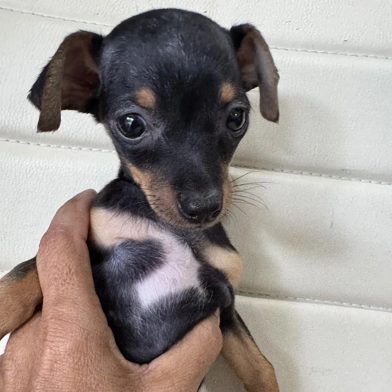 Chiweenie Lulu