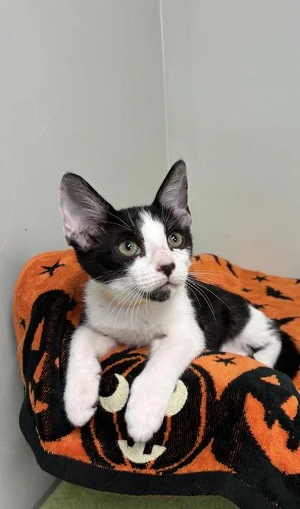 A baby medium-sized female Domestic Short Hair cat named Honeydew for adoption in Picayune, MS