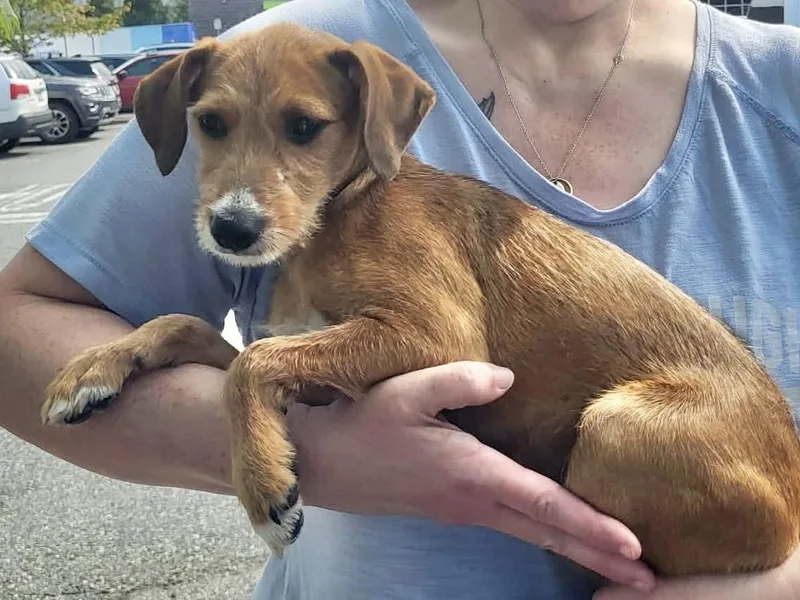 A baby medium-sized female Tricolor (Brown, Black, & White) Schnauzer dog named Laith for adoption in Pottstown, PA