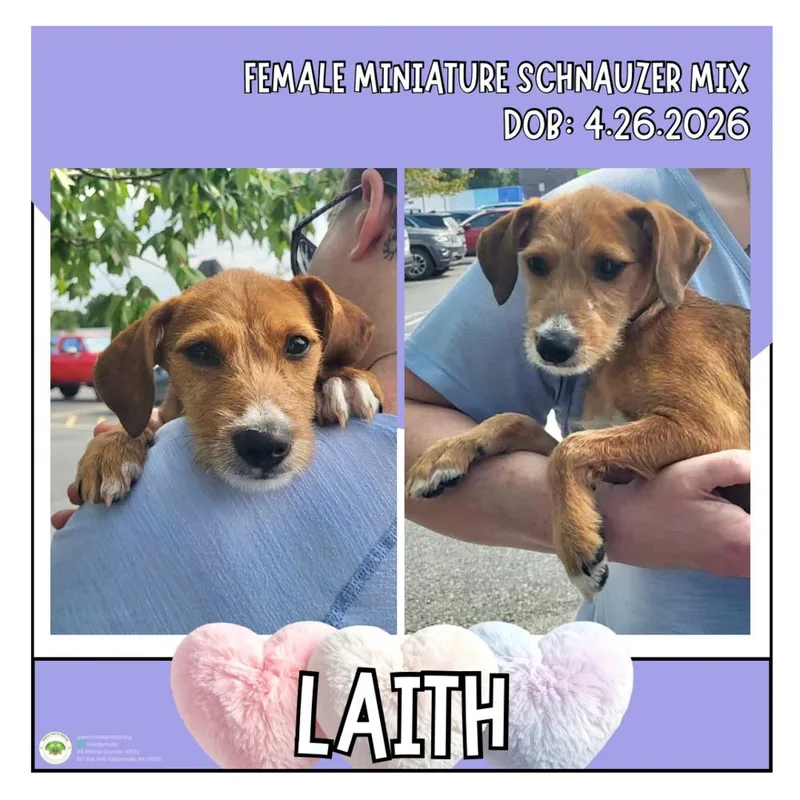 Laith thumbnail 6