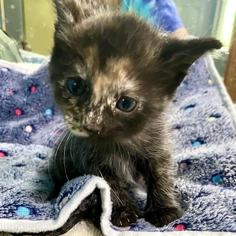 A baby small-sized female Tortoiseshell Domestic Short Hair cat named Lola for adoption in Denison, TX