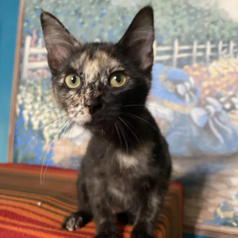 Lola thumbnail 3