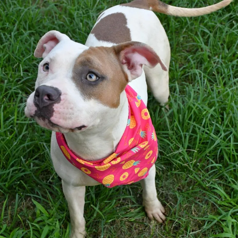 An adult medium-sized female White / Cream Dogo Argentino dog named Grace for adoption in Beaumont, TX