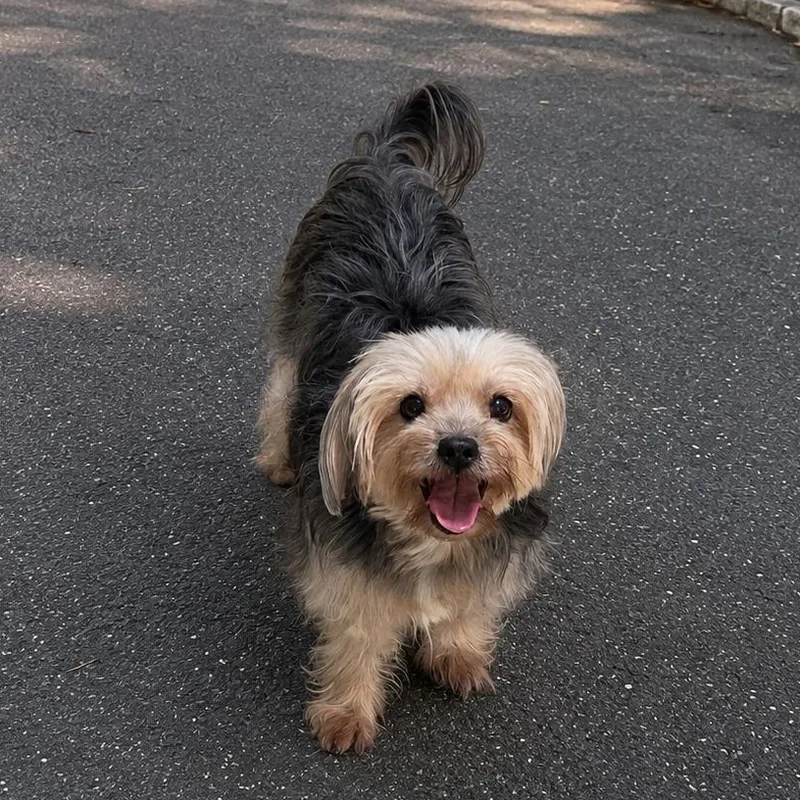 An adult small-sized female Bicolor Yorkshire Terrier dog named Gigi for adoption in Baldwin, MD
