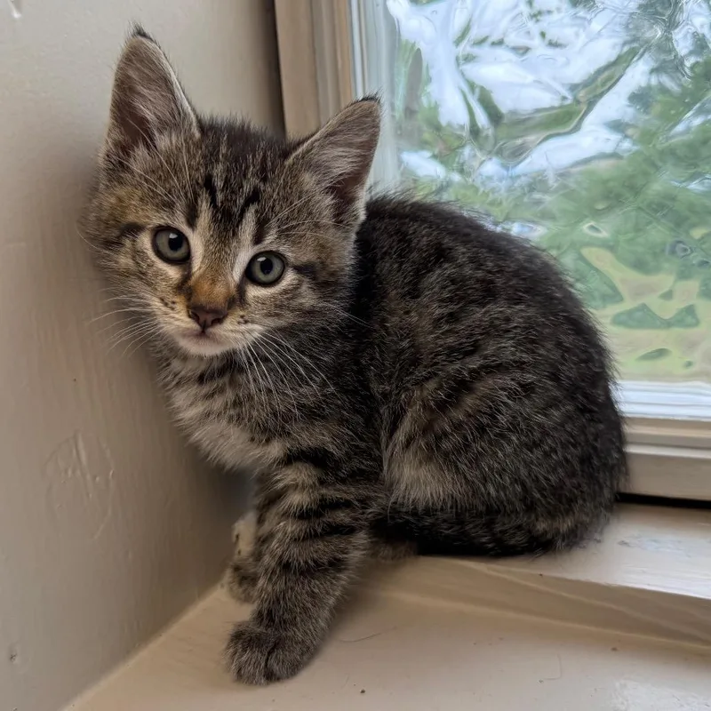 A baby small-sized male Gray / Blue / Silver Domestic Short Hair cat named Masala Chai for adoption in Tuscaloosa, AL