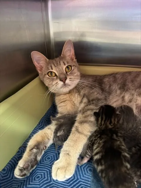 A young medium-sized female Domestic Short Hair cat named Esmerelda for adoption in Louisville, KY