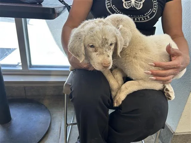 A baby small-sized male Labrador Retriever dog named Branch for adoption in San Antonio, TX