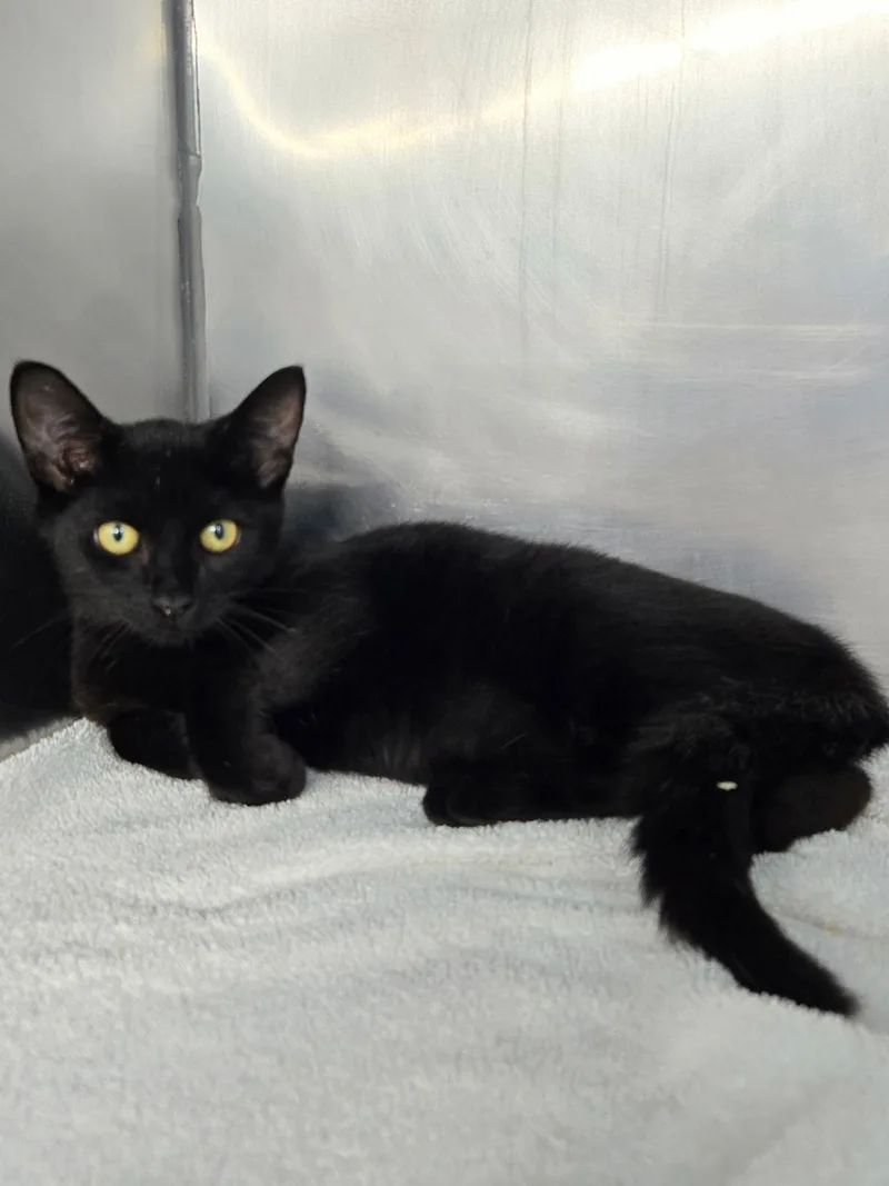 A young medium-sized male Black Domestic Short Hair cat named Sebastain for adoption in Mount Vernon, OH