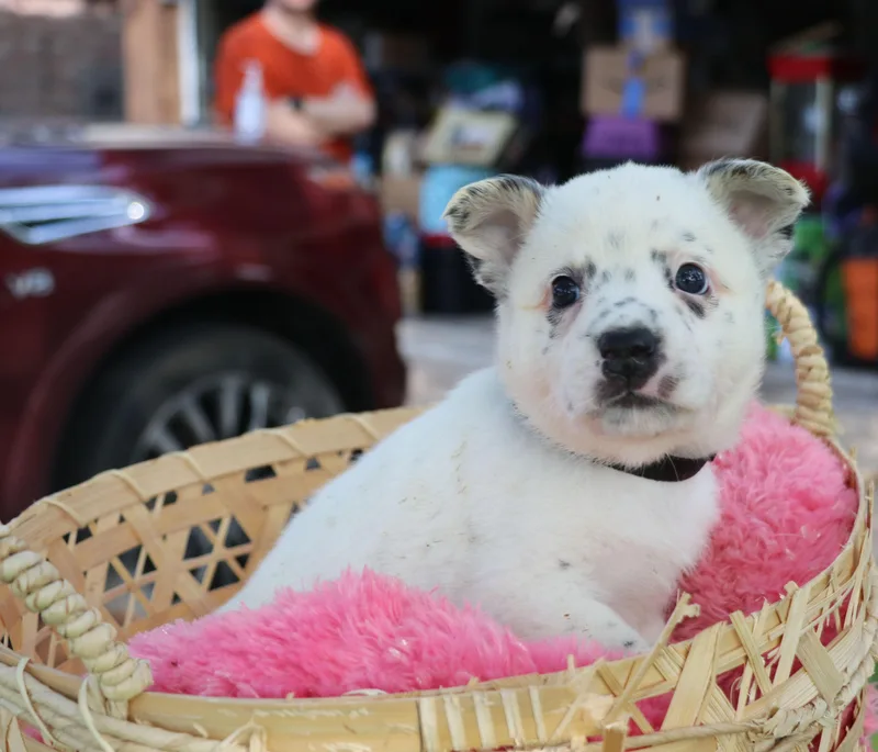 A baby medium-sized male Harlequin Mixed Breed dog named Brave for adoption in Pflugerville, TX