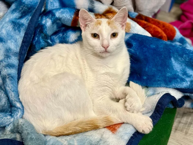 A young medium-sized female American Shorthair cat named Reeses for adoption in Dysart, IA