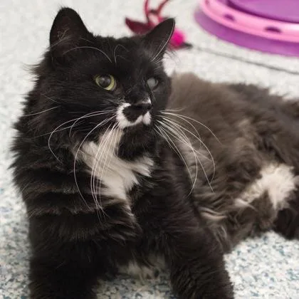 Jeffrey Front Declawed