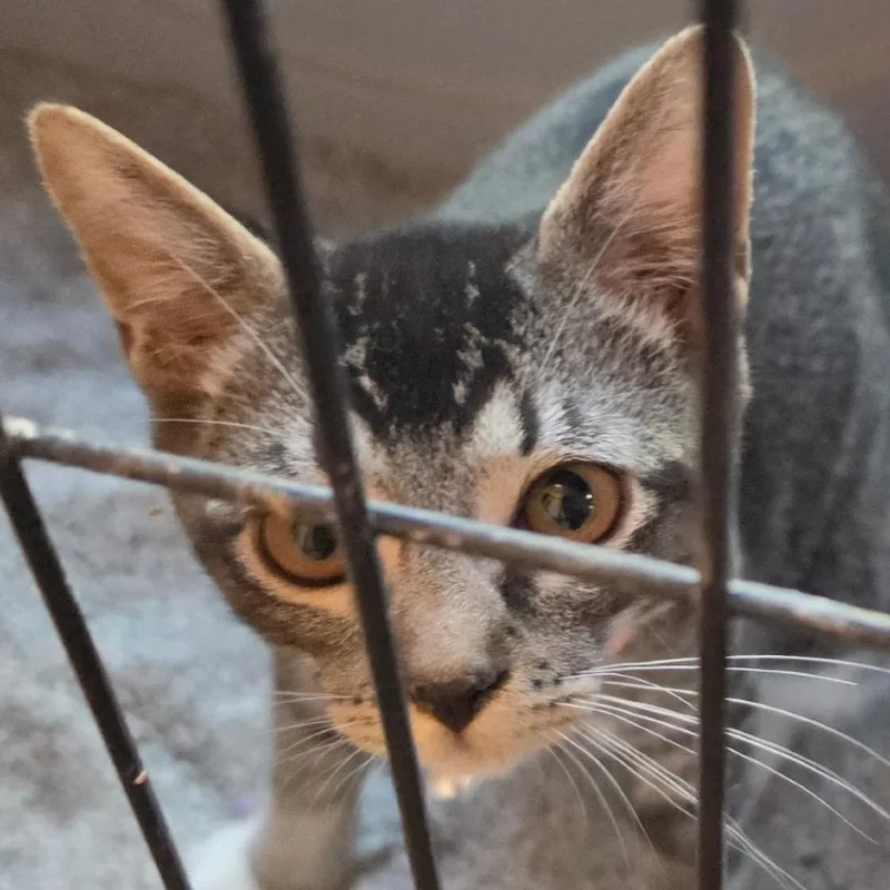 A young small-sized male Brown / Chocolate Domestic Short Hair cat named A Barbosa for adoption in Centralia, WA