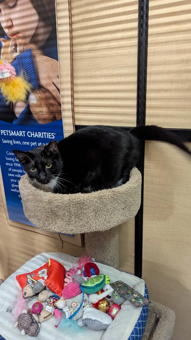 An adult medium-sized female Black & White / Tuxedo Domestic Short Hair cat named Cassie for adoption in Farmland, IN