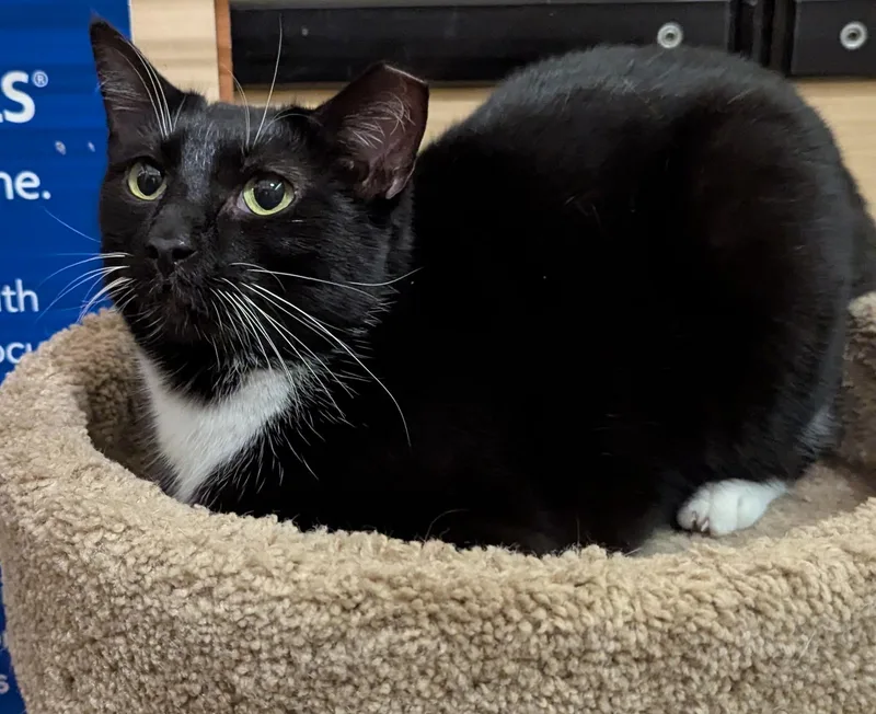 Cassie thumbnail 3