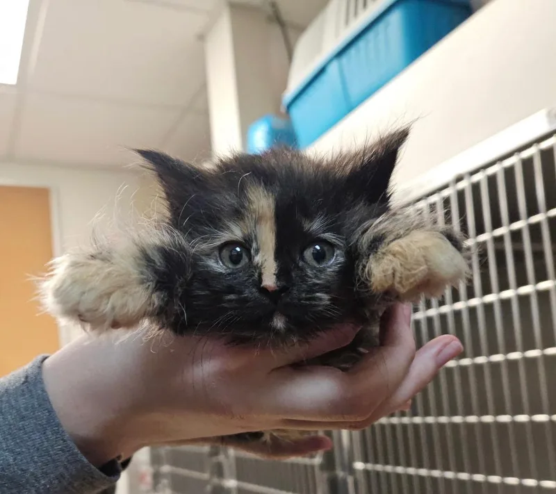 A baby medium-sized male Tortoiseshell Domestic Long Hair cat named Starla & Mordecai & for adoption in Sterling Heights, MI