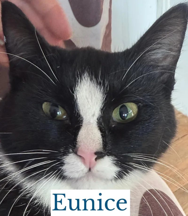 A young medium-sized female Black & White / Tuxedo Domestic Short Hair cat named Eunice for adoption in Berkeley Springs, WV