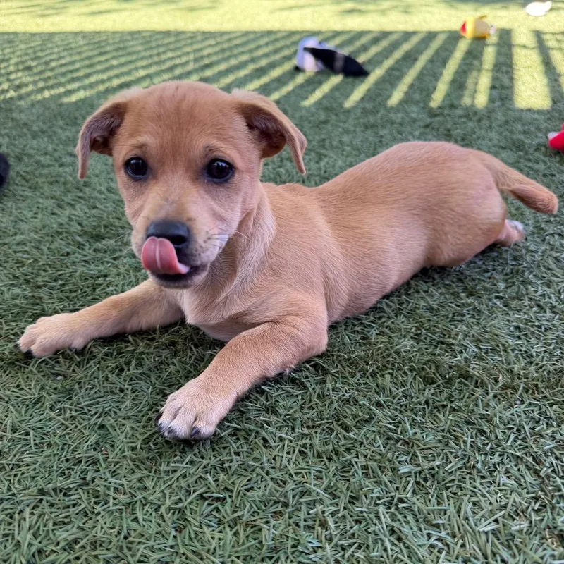Kylo Ren thumbnail 4
