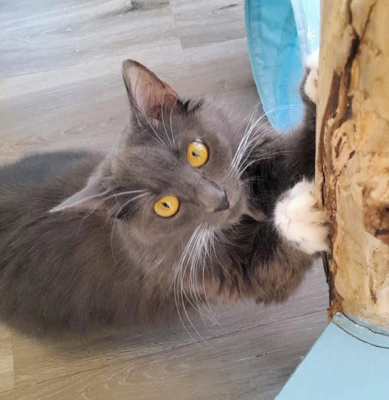 Delphine thumbnail 2