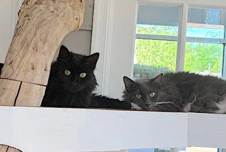 Delphine thumbnail 3