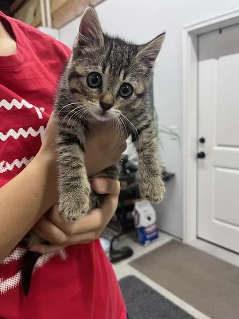 A baby small-sized female Domestic Short Hair cat named Lindell for adoption in Fort Walton Beach, FL