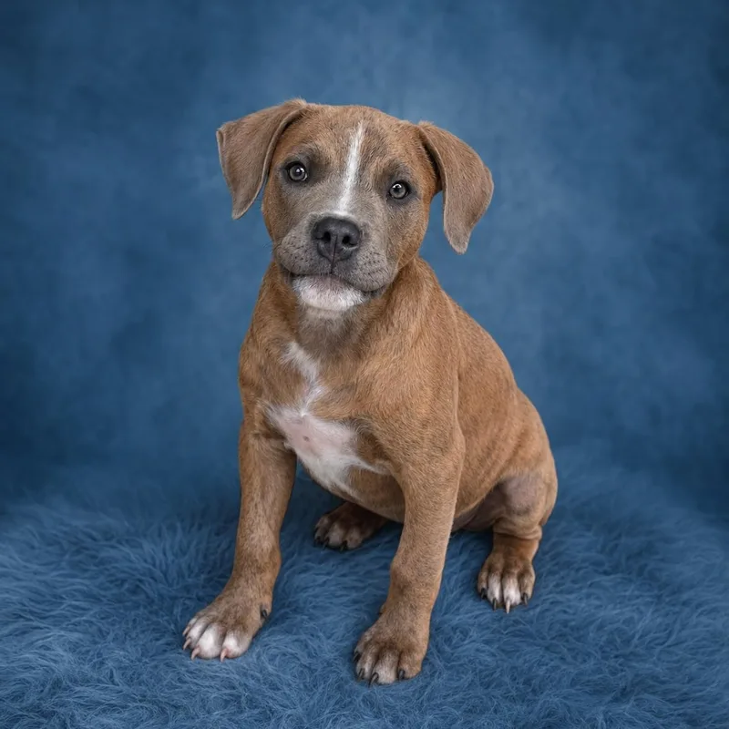 A baby large-sized male Brown / Chocolate Pit Bull Terrier dog named Tuffy for adoption in Heber Springs, AR