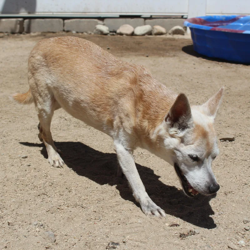 A senior small-sized female Yellow / Tan / Blond / Fawn Chihuahua dog named Chloe [Bonded to Gary] for adoption in Yucca Valley, CA