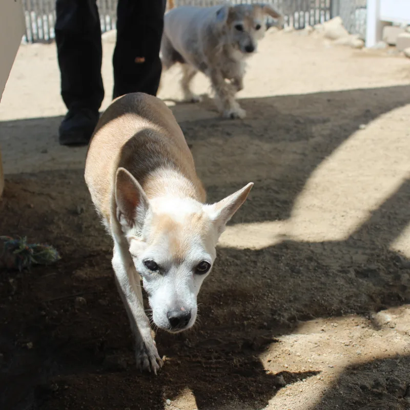 Chloe [Bonded to Gary] thumbnail 2