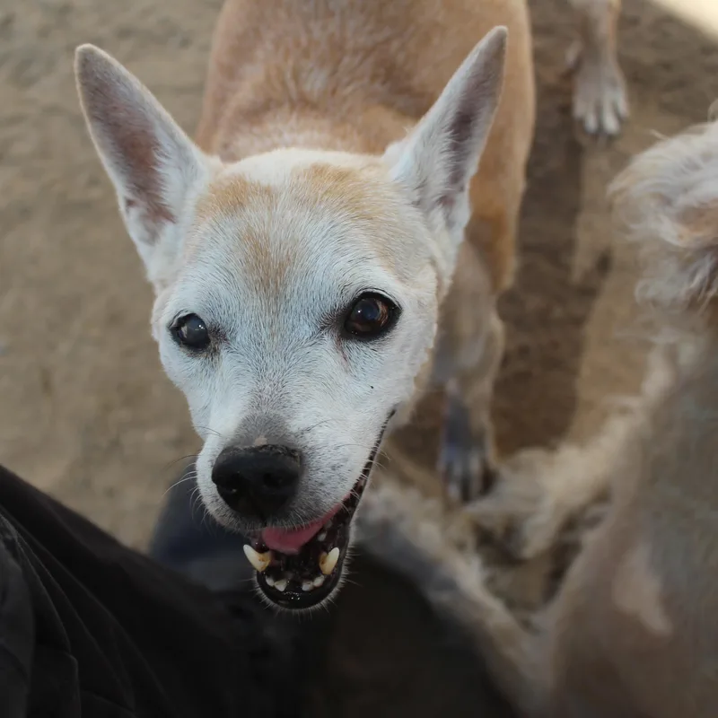 Chloe [Bonded to Gary] thumbnail 3