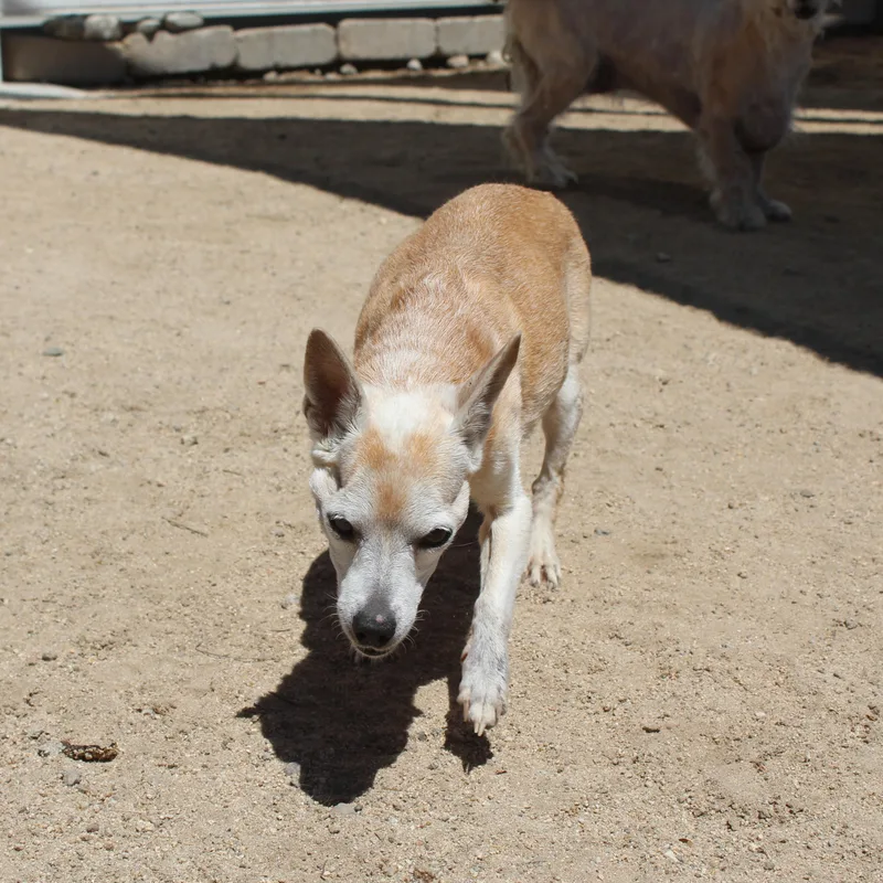 Chloe [Bonded to Gary] thumbnail 5