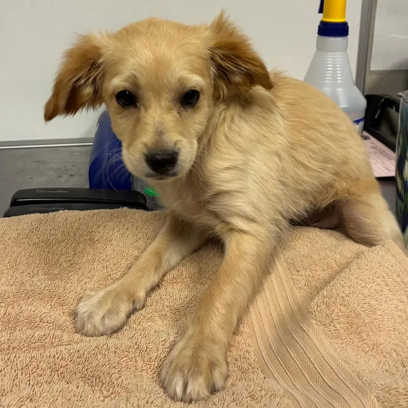 A young small-sized female Golden Golden Retriever dog named Tegan for adoption in Yuma, AZ