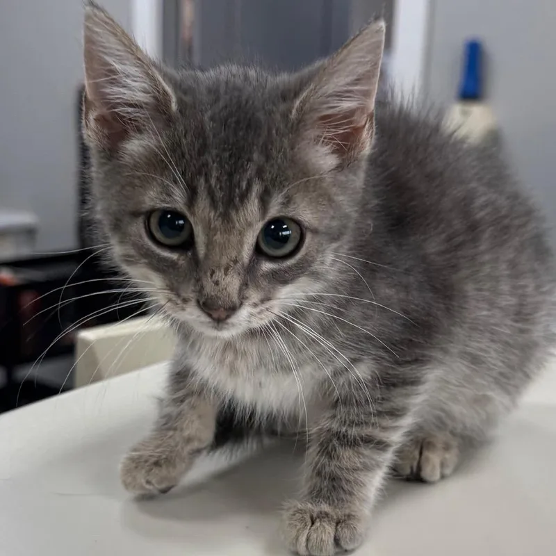 A baby small-sized male Domestic Medium Hair cat named Macchiato for adoption in Normal, IL