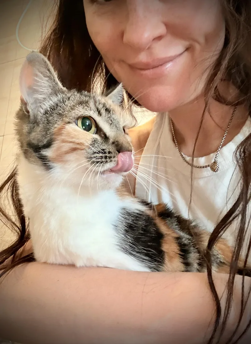 A young medium-sized female Calico cat named Dolly Jolene for adoption in Los Angeles, CA