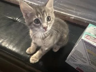 A baby medium-sized female Domestic Short Hair cat named Graycie for adoption in Salt Lake City, UT