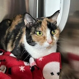 An adult large-sized female Domestic Short Hair cat named Lunchbox for adoption in Knoxville, TN