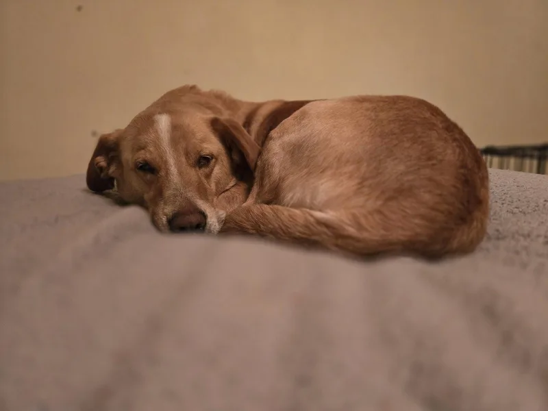 Millie thumbnail 3