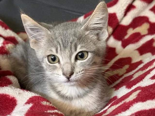 A baby small-sized female Domestic Short Hair cat named Trinity for adoption in Palo Alto, CA