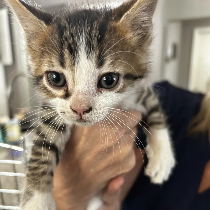 A baby small-sized male Brown / Chocolate American Shorthair cat named Acorn C for adoption in Princeton, MN