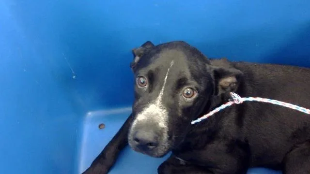 A young medium-sized female Mixed Breed dog named Martina for adoption in Dallas, TX