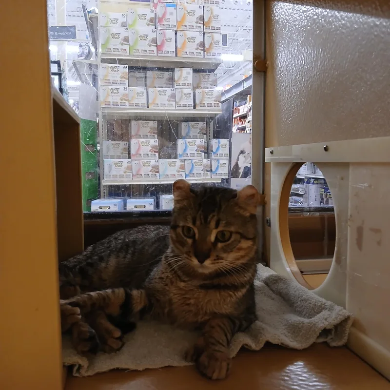 A baby medium-sized male Tabby (Brown / Chocolate) Highland Fold cat named Sol And Luna for adoption in Worcester, MA