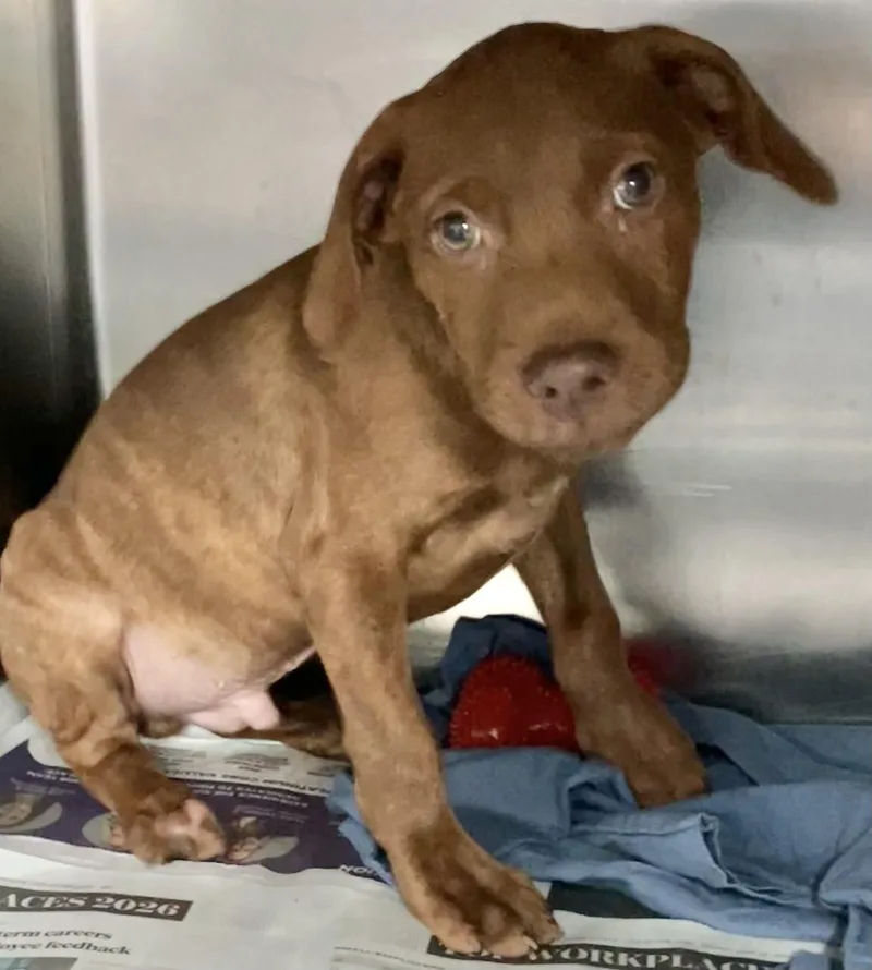 A baby medium-sized male Red / Chestnut / Orange Mixed Breed dog named Hoss for adoption in Parma, OH