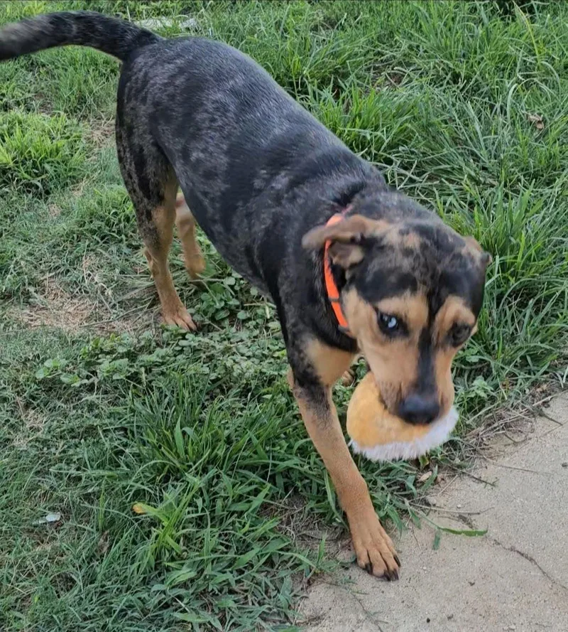 Iris Lou thumbnail 2