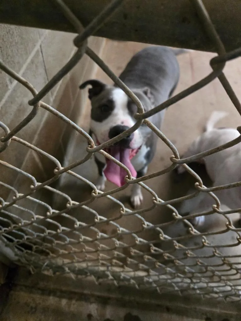 An adult large-sized female Pit Bull Terrier dog named Luna for adoption in Princeton, IN