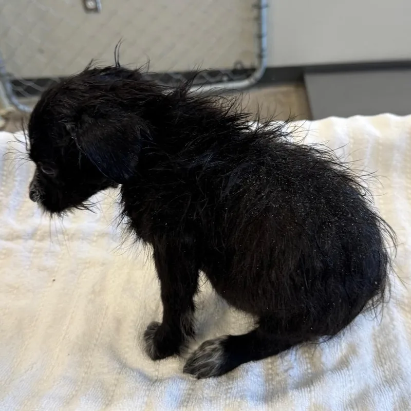 A baby medium-sized female Black Mixed Breed dog named Lolli for adoption in Las Cruces, NM