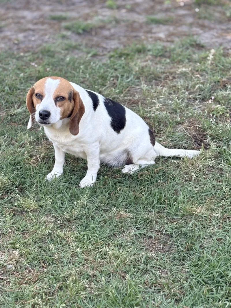 An adult medium-sized female Tricolor (Brown, Black, & White) Beagle dog named Bubbles for adoption in Aiken, SC
