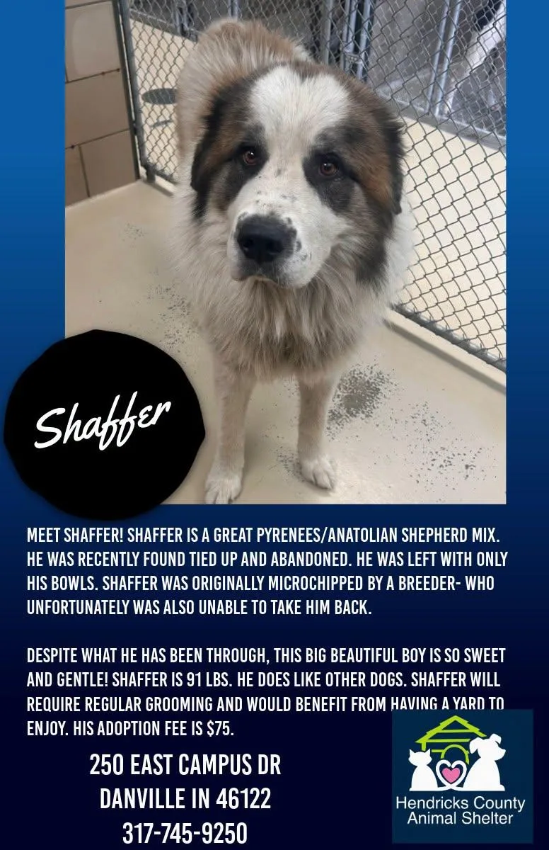 An adult large-sized male Tricolor (Brown, Black, & White) Great Pyrenees dog named Shaffer for adoption in Danville, IN