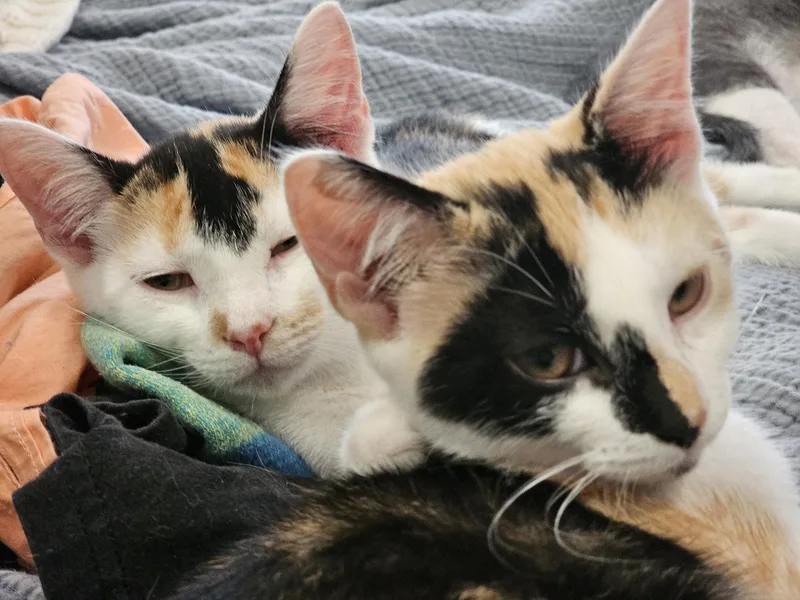 A baby medium-sized female Calico Domestic Short Hair cat named Kat Purnandez & Hunter for adoption in Philadelphia, PA