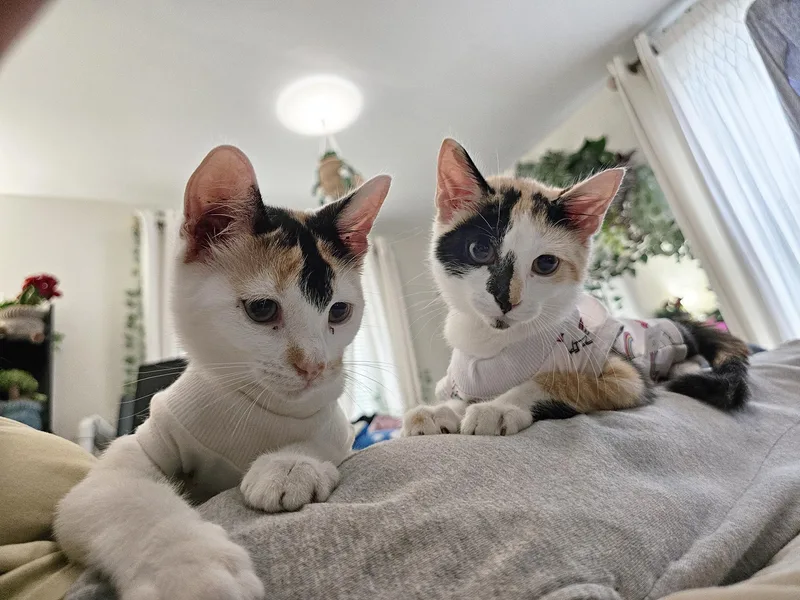 Kat Purnandez & Hunter thumbnail 5